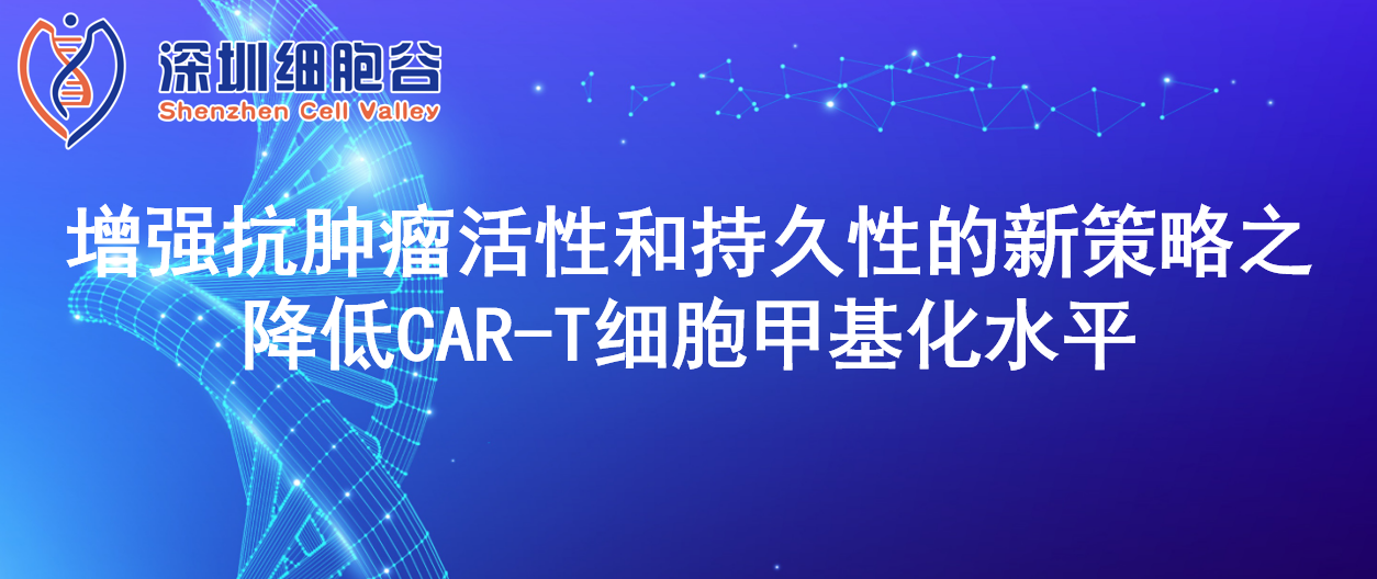 科研赋能|增强抗肿瘤活性和持久性的新策略之降低CAR-T细胞甲基化水平
