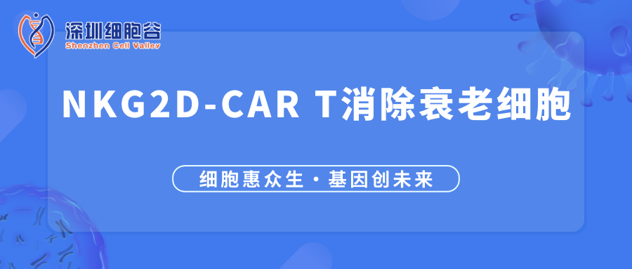 文献分享 | NKG2D-CAR T细胞抗衰老研究
